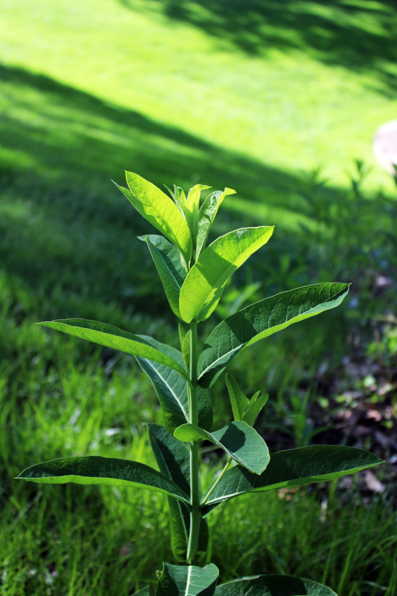 Young milkweed plant catching sunlight on the lawn