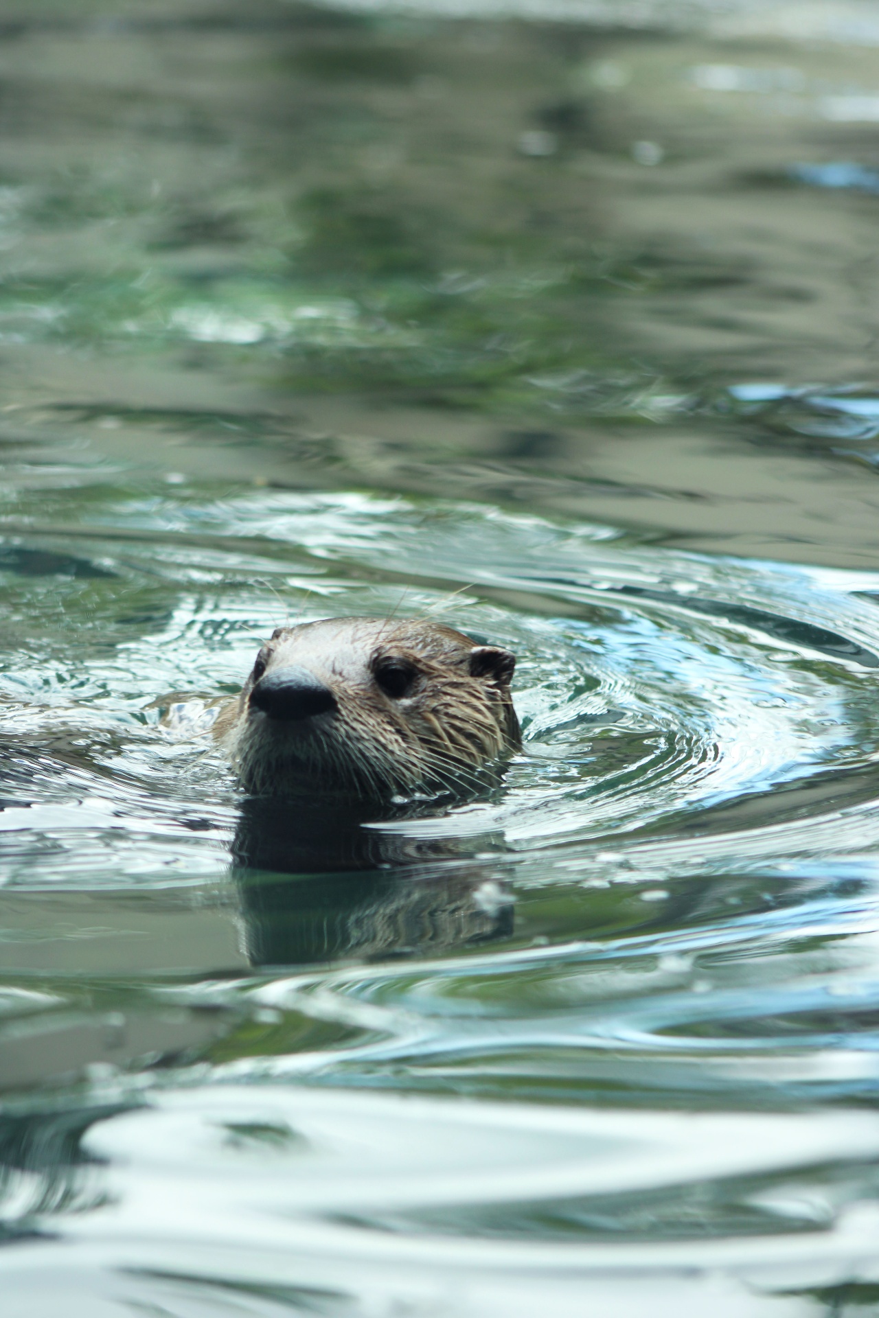 River otter surfacing in rippling green water